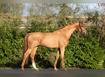 NRPS, Étalon, 3 Ans, 167 cm, Alezan