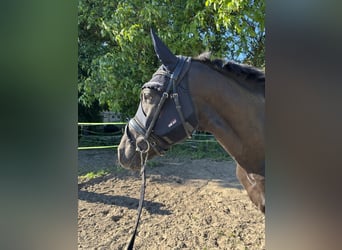 NRPS, Étalon, 3 Ans, 167 cm, Noir