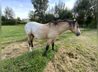 NRPS, Étalon, 4 Ans, 148 cm, Palomino