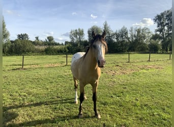 NRPS, Étalon, 4 Ans, 148 cm, Palomino