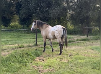 NRPS, Étalon, 4 Ans, 148 cm, Palomino