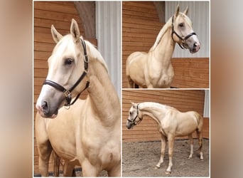 NRPS, Étalon, 4 Ans