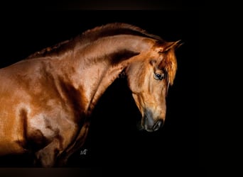 NRPS, Étalon, 5 Ans, 148 cm, Alezan