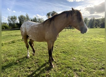 NRPS, Étalon, 5 Ans, 148 cm, Palomino