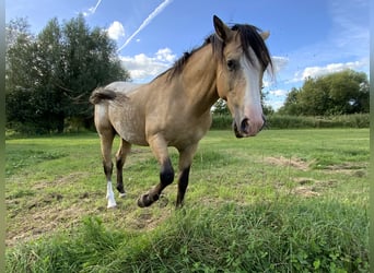 NRPS, Étalon, 5 Ans, 148 cm, Palomino