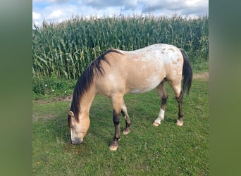 NRPS, Étalon, 5 Ans, 148 cm, Palomino