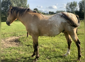 NRPS, Étalon, 5 Ans, 148 cm, Palomino