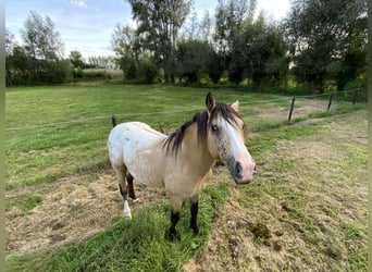 NRPS, Étalon, 5 Ans, 148 cm, Palomino