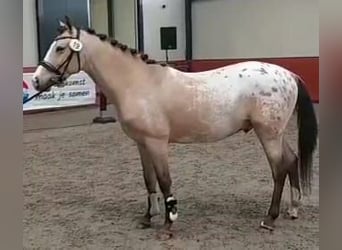 NRPS, Étalon, 5 Ans, 148 cm, Palomino