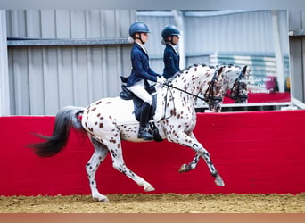 NRPS, Étalon, 6 Ans, 144 cm, Léopard