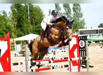 NRPS, Étalon, 6 Ans, 170 cm, Buckskin