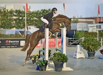 NRPS, Étalon, 9 Ans, 148 cm, Alezan