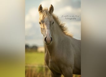NRPS, Étalon, Poulain (04/2023), 148 cm, Palomino