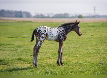 NRPS, Étalon, , 163 cm, Léopard