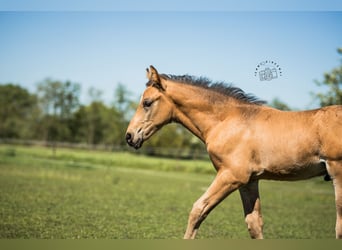 NRPS, Étalon, Poulain (03/2024), 168 cm, Buckskin