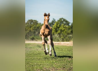 NRPS, Étalon, Poulain (03/2024), 168 cm, Buckskin