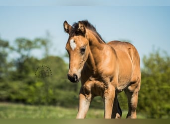 NRPS, Étalon, Poulain (03/2024), 168 cm, Buckskin