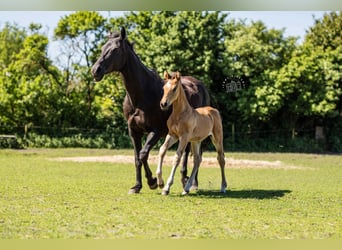 NRPS, Étalon, Poulain (03/2024), 168 cm, Buckskin