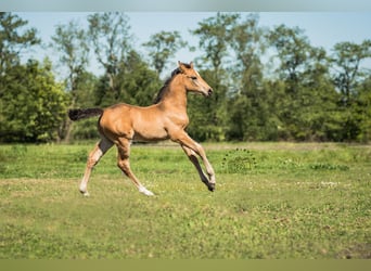 NRPS, Étalon, Poulain (03/2024), 168 cm, Buckskin