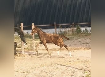 NRPS, Étalon, Poulain (06/2024), 168 cm