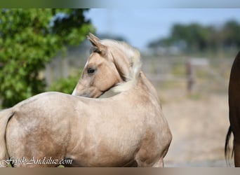 NRPS, Étalon, Poulain (05/2026), 170 cm, Palomino