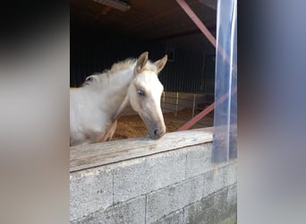 NRPS, Étalon, Poulain (06/2023), 175 cm, Palomino