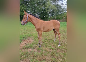 NRPS, Étalon, Poulain (05/2025), Bai