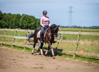 NRPS, Wallach, 10 Jahre, 14,2 hh, Rappe