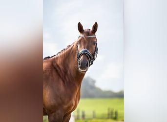 NRPS, Gelding, 10 years, 14.2 hh, Chestnut-Red