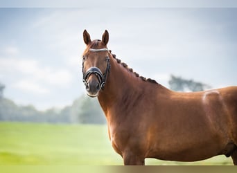 NRPS, Gelding, 10 years, 14.2 hh, Chestnut-Red