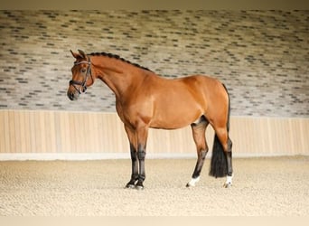 NRPS, Gelding, 10 years, 15,1 hh, Brown