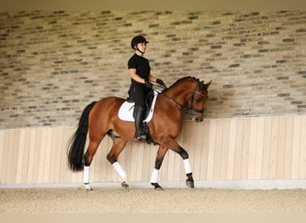 NRPS, Gelding, 10 years, 15,1 hh, Brown