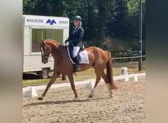 NRPS, Gelding, 10 years, 15,3 hh, Chestnut-Red