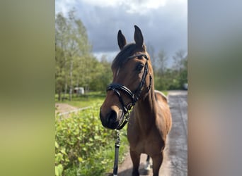 NRPS, Gelding, 12 years, 14,2 hh, Brown