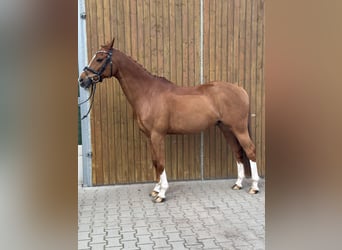 NRPS, Gelding, 12 years, 14.2 hh, Chestnut-Red