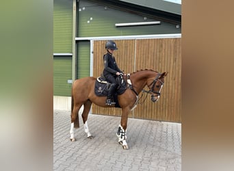 NRPS, Gelding, 12 years, 14.2 hh, Chestnut-Red