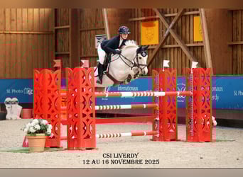 NRPS, Gelding, 12 years, 14.2 hh, Palomino