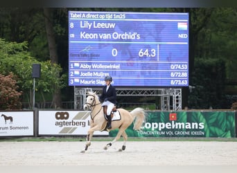 NRPS, Gelding, 12 years, 14.2 hh, Palomino