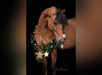 NRPS, Gelding, 12 years, 14 hh, Buckskin