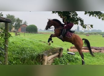 NRPS Mix, Gelding, 12 years, 14,2 hh, Brown
