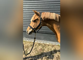 NRPS, Gelding, 13 years, 14.1 hh, Tobiano-all-colors