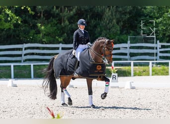 NRPS, Gelding, 13 years, 17 hh, Bay