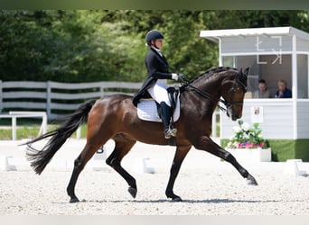 NRPS, Gelding, 13 years, 17 hh, Bay