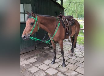 NRPS, Gelding, 14 years, 14.2 hh