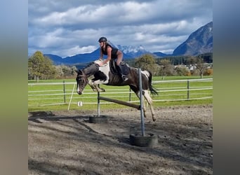 NRPS, Gelding, 14 years, 15,2 hh, Pinto
