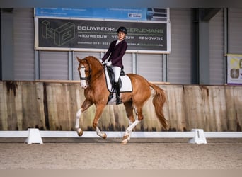 NRPS, Gelding, 14 years, 16,1 hh, Sabino