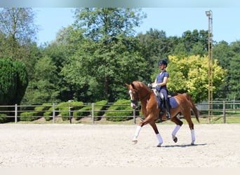 NRPS, Gelding, 15 years, 14,2 hh, Chestnut-Red