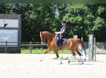 NRPS, Gelding, 15 years, 14,2 hh, Chestnut-Red