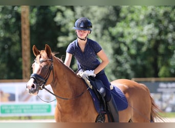 NRPS, Gelding, 15 years, 14,2 hh, Chestnut-Red