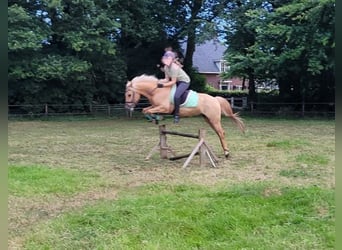 NRPS Mix, Gelding, 15 years, 14 hh, Palomino